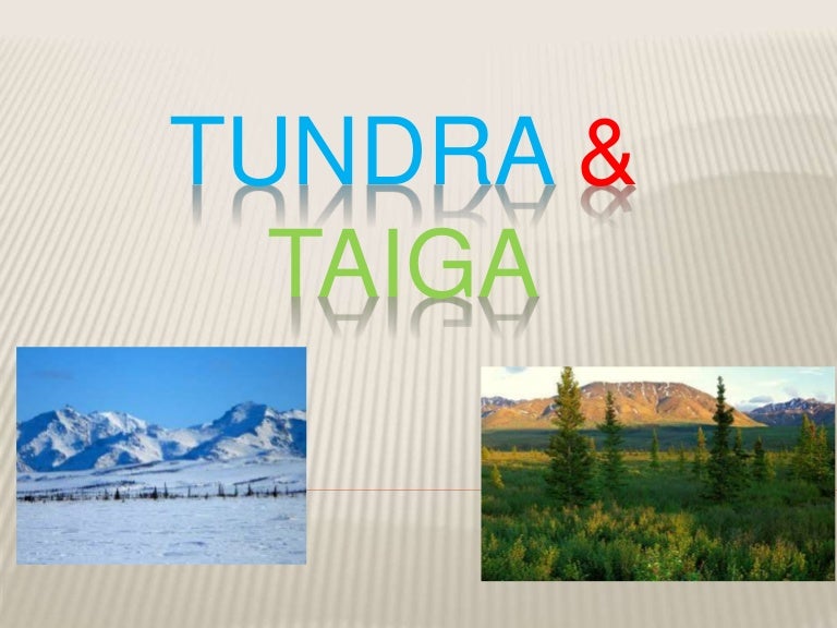 слово тундра и тайга. презентация на тему тундра. тундра лесотундра и тайга в россии. отличие тундры от тайги. тундра арктика пустыня тайга.