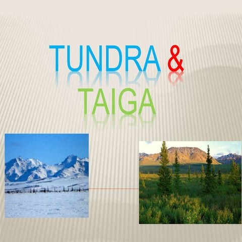 Tundra taiga