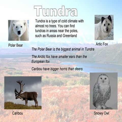 Tundra presentation unit 9