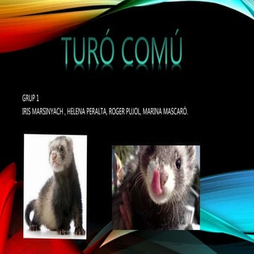 Turó comú