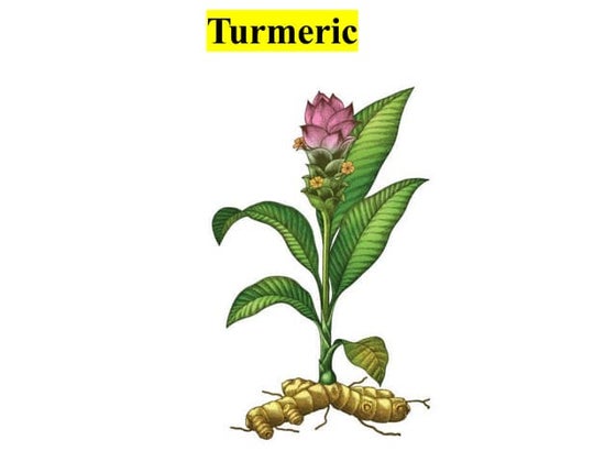 Cultivation Practice of Turmeric in Nepal.pptx