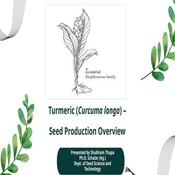 Production Technology in Turmeric Crop.pptx
