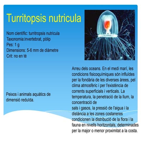 Turritopsis nutricula | PPTX