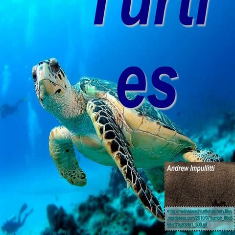 Turtles by Andrew | PPT