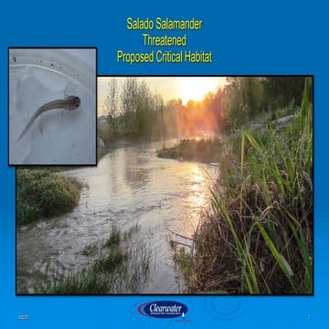 Salado Salamander Threatened | Proposed Critical Habitat, Dirk Aaron - Clearwater Underground Water Conservation District