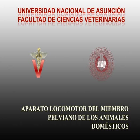 Miembro posterior de los animales domésticos