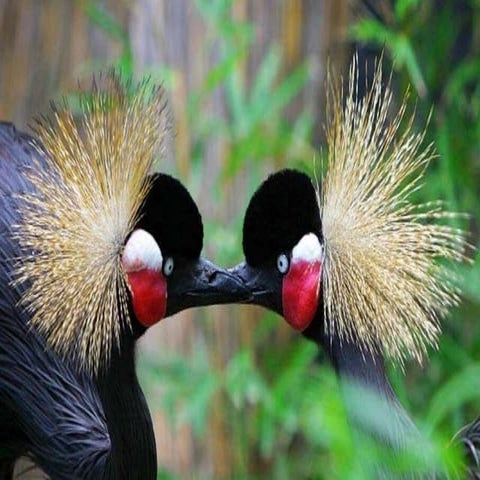 Amazing Wonderful Nature | PPS
