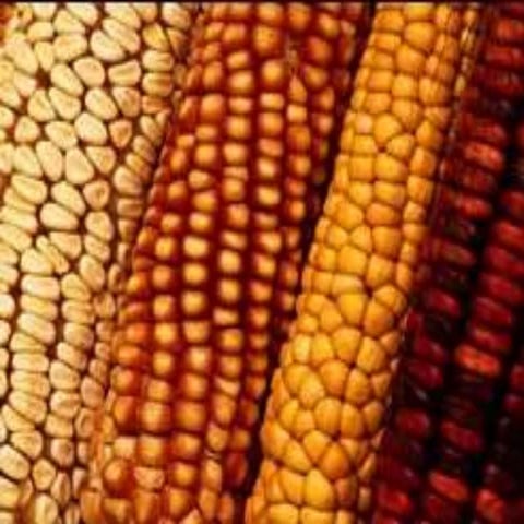 Strengthening Smallholder Farmers’ Resilience to Climate Change:Beyond Clim...