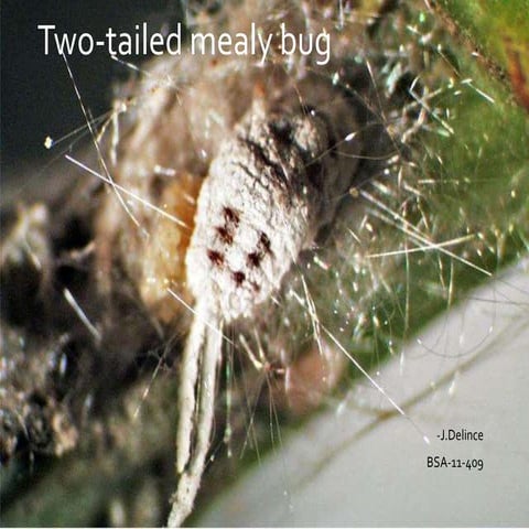 Two tailed mealy bug