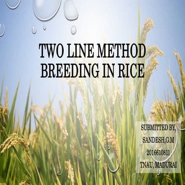 Two line breeding in RICE