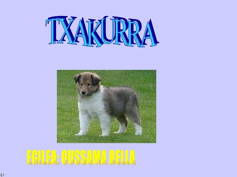Txakurra