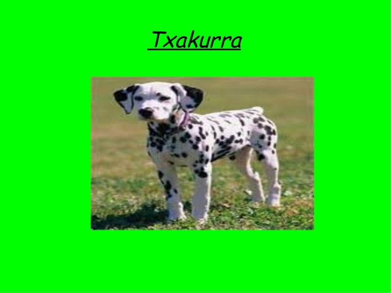 Txakurra