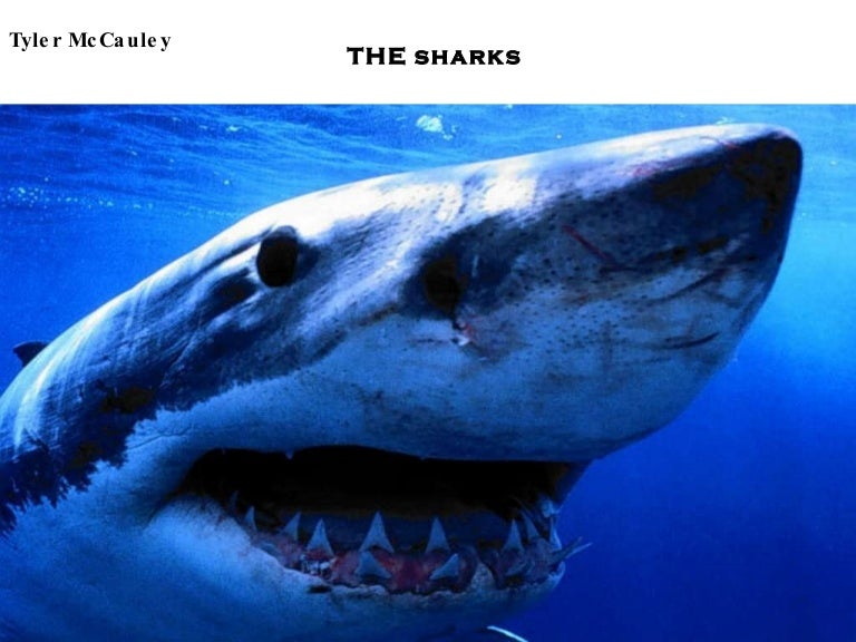 The Sharks Poem 5 slides
