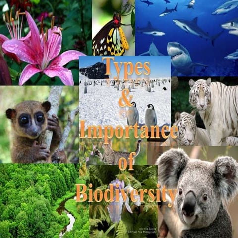 Type of biodiversity