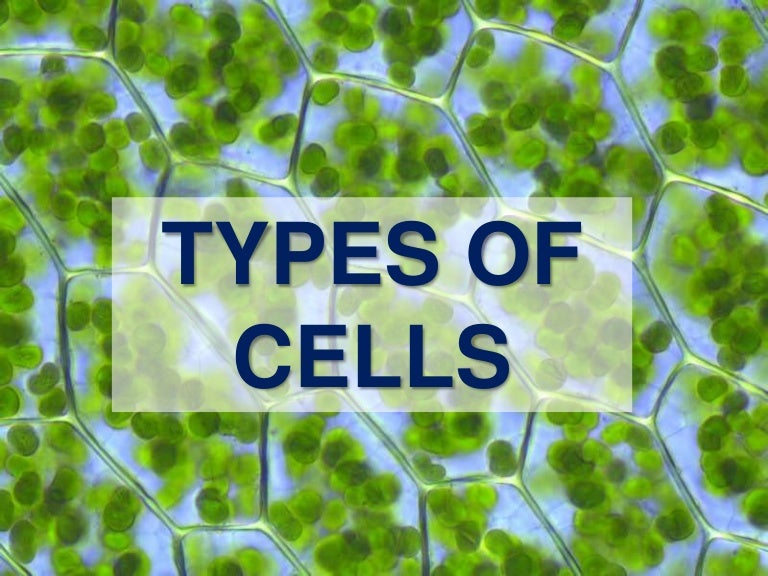 Types of cells