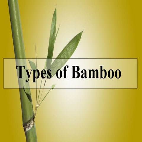 Types Of Bamboo