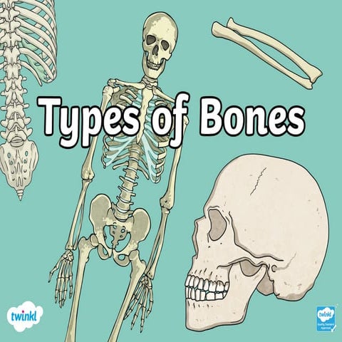 Types of Bones in the Human Body and to some living things.pptx