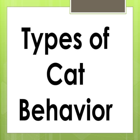 Types of Cat Behavior