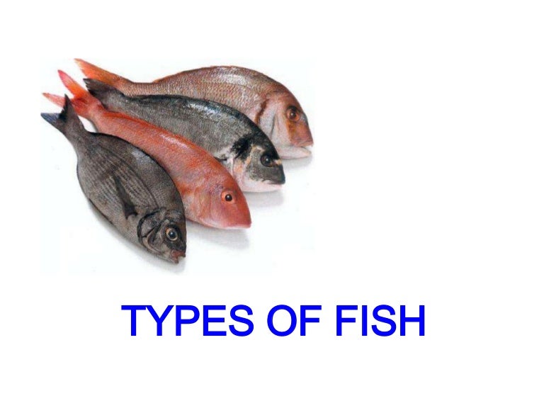 Types Of Fish