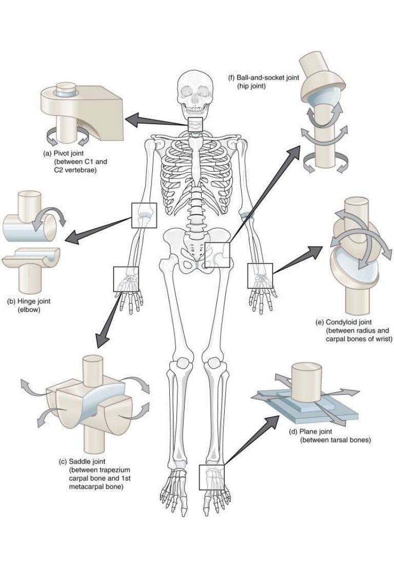 worksheet Joints Worksheet types of joint worksheet