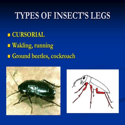 Insect legs and it's modifications | PDF