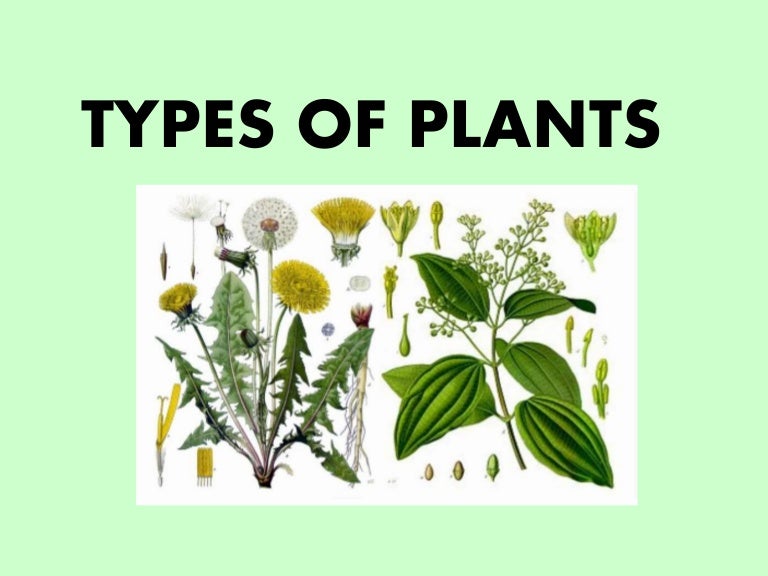 Types of plants