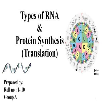 Types of RNA and Translation (Protein synthesis)