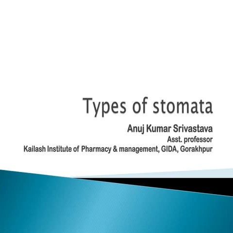 Types of stomata