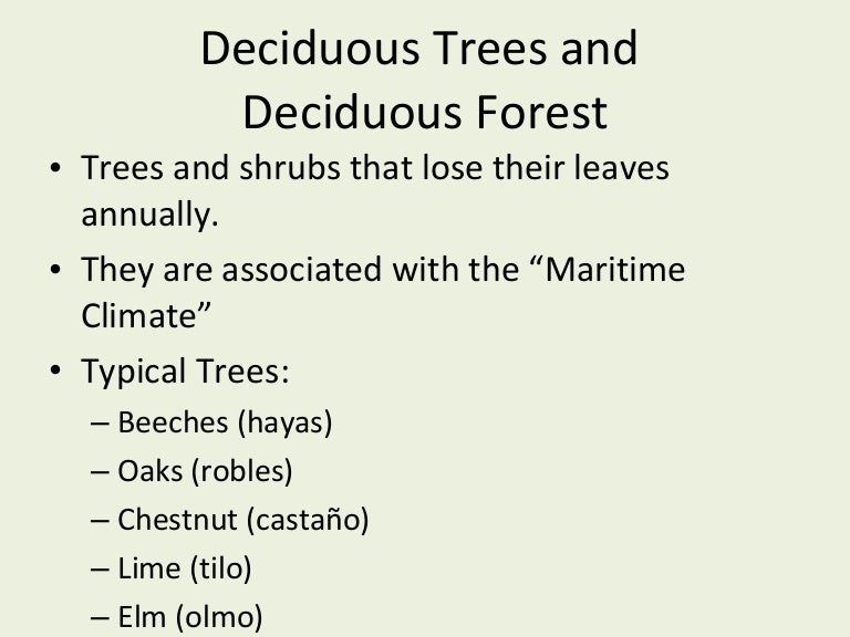 Types of trees in Spain