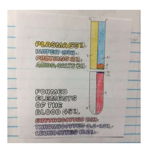 Types of white blood cells