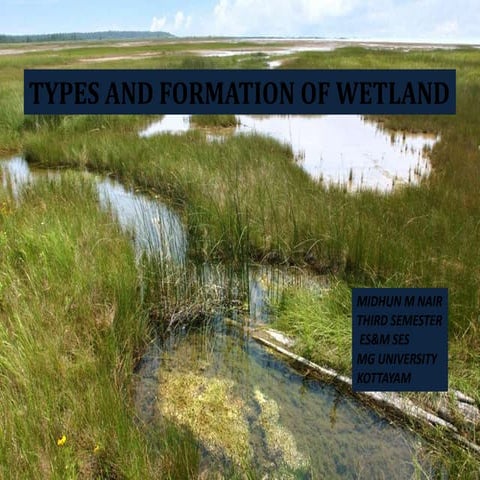Types of wetlands and wetland formation