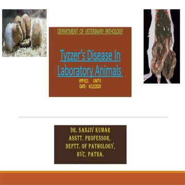 Tyzzer_s_disease - Veterinary Special Pathology | PPTX