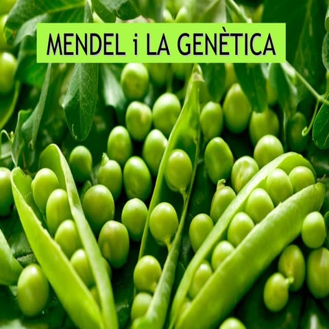 MENDEL I LA GENÈTICA