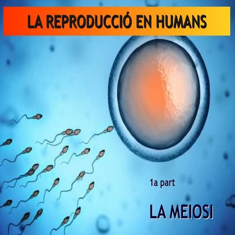 LA MEIOSI (Biologia. 1r Batx)