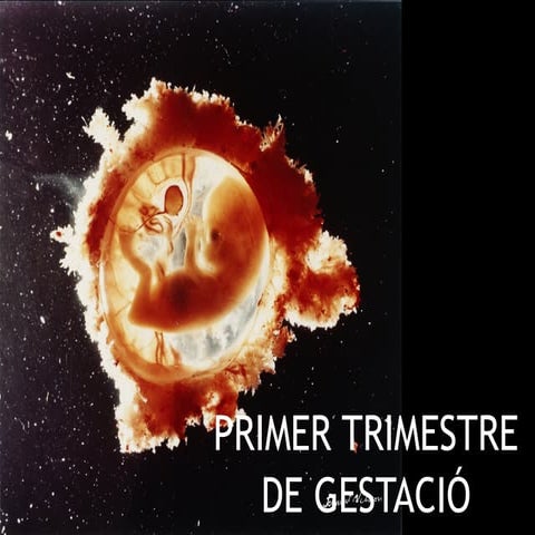 PRIMER TRIMESTRE DE GESTACIÓ. Imatges