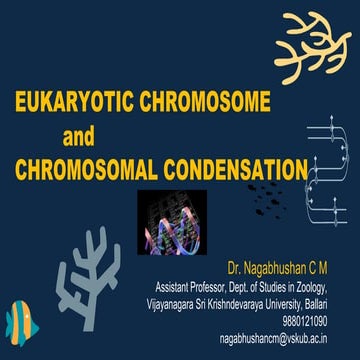 Eukaryotic chromosome