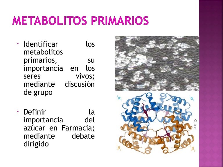 Clase 10 metabolitos primarios