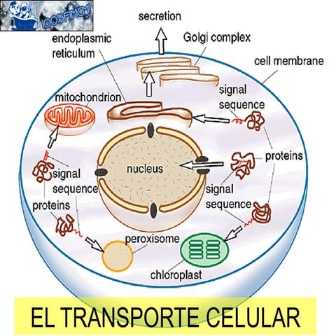 transporte Celular