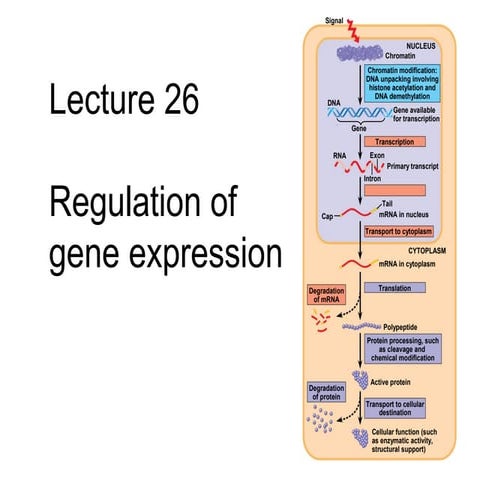 biochemistry Regulation of gene expression