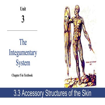 U3.3 Integumentary System