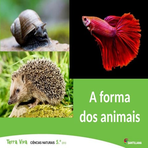 Formas dos Animais | PPTX