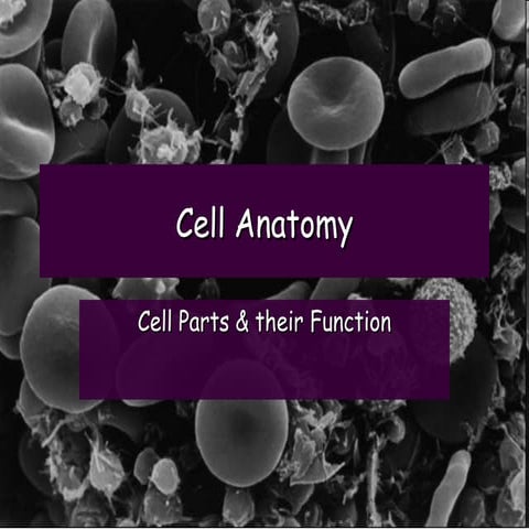 U7 cell anatomy