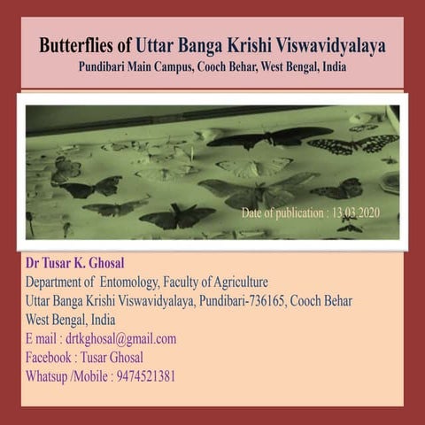 Butterfly of Ubkv (Family : Pieridae | PPTX