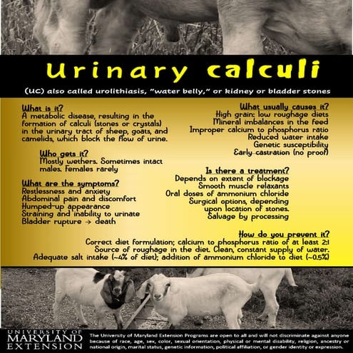 Urinary calculi