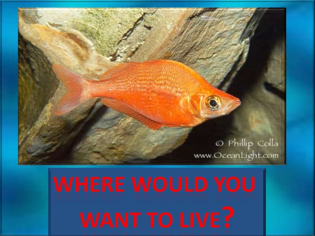 Uccs stem
