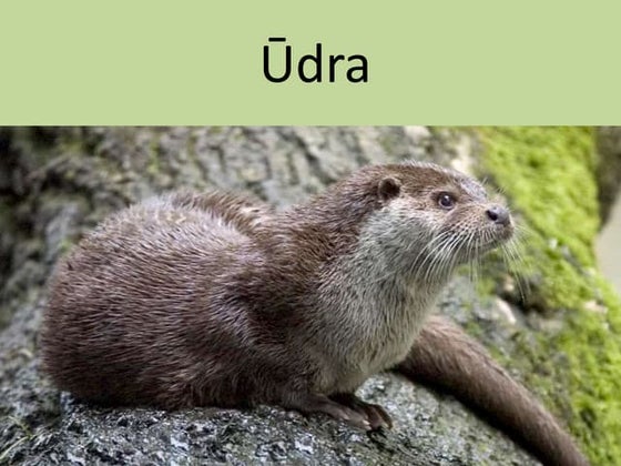 Paukšteliai | PPTX