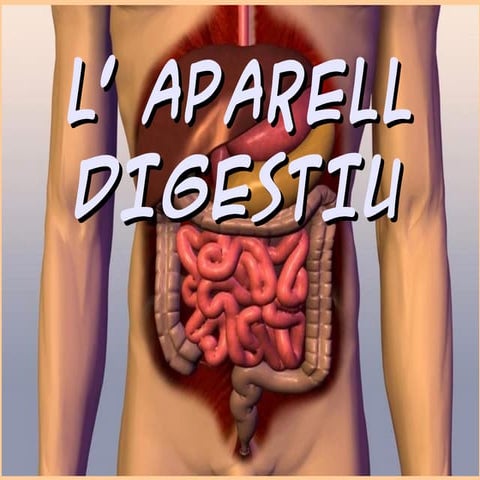 L'aparell digestiu
