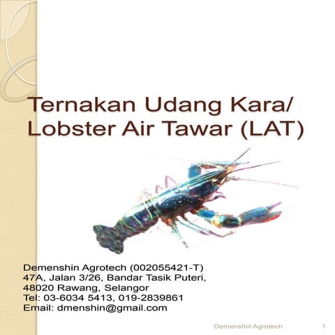 Cara ternak Udang kara lobster air tawar LAT di 017-2839861. 