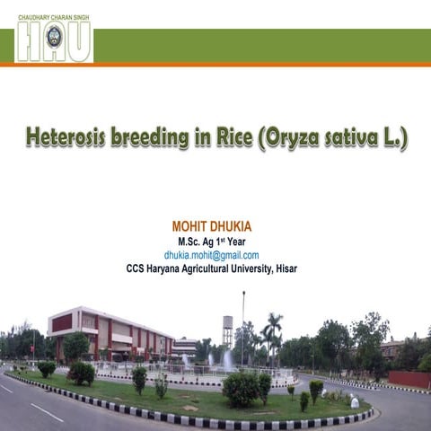 Heterosis Breeding in Rice (Hybrid Rice)