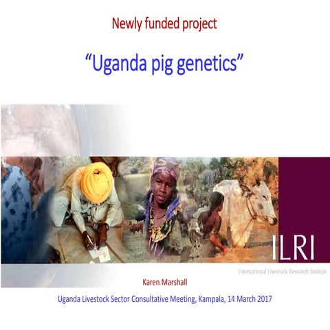 Uganda pig genetics